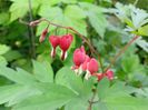 Dicentra Valentine