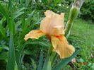 Orange Petals