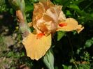 Orange Petals