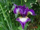 Currier (sibirica)