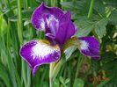 Currier (sibirica)