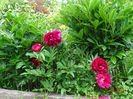 Rubra Plena