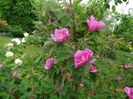 rosa virginiana