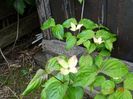 cornus Rutgan