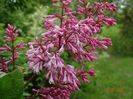 syringa x prestoniae Esterka