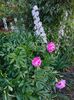 Paeonia pink