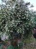 Philadelphus coronarius