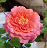Christopher Marlowe (tufa) 60
