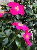 Rosa "Stadt Rom"