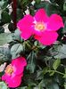 Rosa "Stadt Rom"