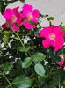 Rosa "Stadt Rom"