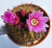Gymnocalycium neuhuberi