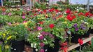 Fleurs du printemps dans Quebec