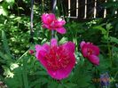 paeonia anemoniflora