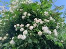 Paul's Himalayan Musk
