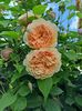 Crown Princess Margareta