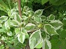 Cornus controversa variegata