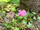 Geranium catabrigiense Intense