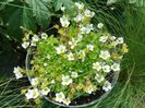 Saxifraga