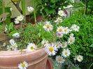 Erigeron karvinskianus