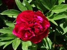Rubra Plena