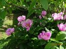 May Lilac