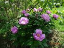 May Lilac