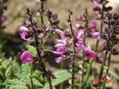 salvia Fashionista Pretty in Pink