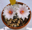 Mammillaria herrerae v albiflora