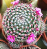 Mammillaria zeilmanniana