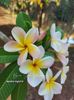 received_975959430591107