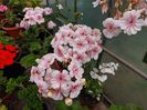 Lovely Vera