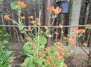 Geum