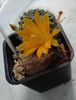 Rebutia senilis7