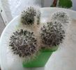 Mammillaria bocasana