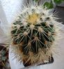 echinocactus grusonii