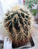 echinocactus grusonii1