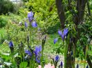 Blue King (sibirica)