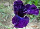 Purplelicious (sibirica)