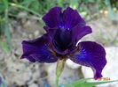 Purplelicious (sibirica)