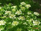 viburnum opulus Xanthocarpum