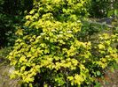 viburnum opulus Harvest Gold