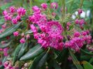 kalmia angustifolia f. rubra