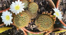 Rebutia cv Snow White