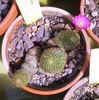 Rebutia perplexa