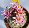 Mammillaria napina