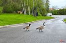 Canadian geese