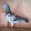 Mascul 23-663