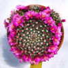Mammillaria zeilmanniana