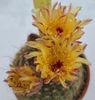 Notocactus concinnus v joadii